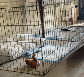 Playing Cage