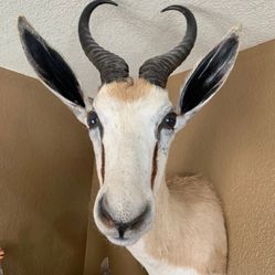 African Springbok Taxidermy Mount