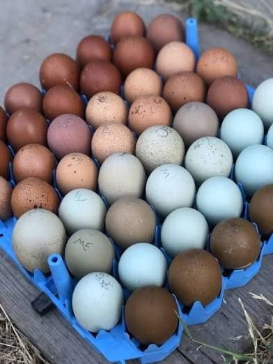 Organic Colorful Eggs
