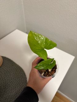 Syngonium Albo 3.5inch pot