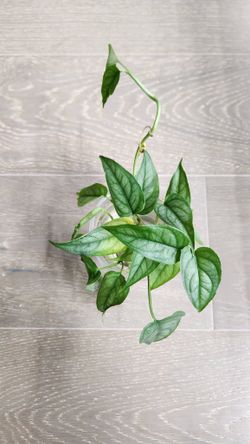 Monstera stiltepecana