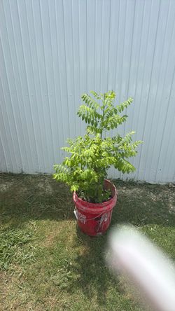Matas de ciruela cubana