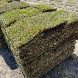 Grass For Sale 