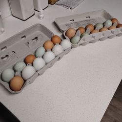 Chicken Eggs