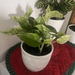 Plant For Room Firm Price