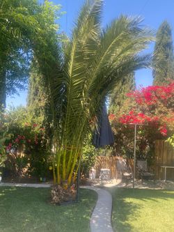 Palm tree