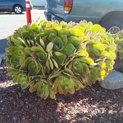 succulent  nobile cuttings