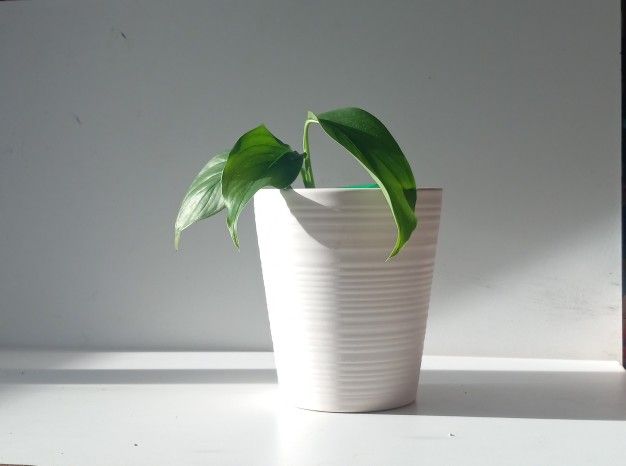 Rare Aroid Variegated Monstera Lechleriana Plant/ House Plant/ Indoor Plant 