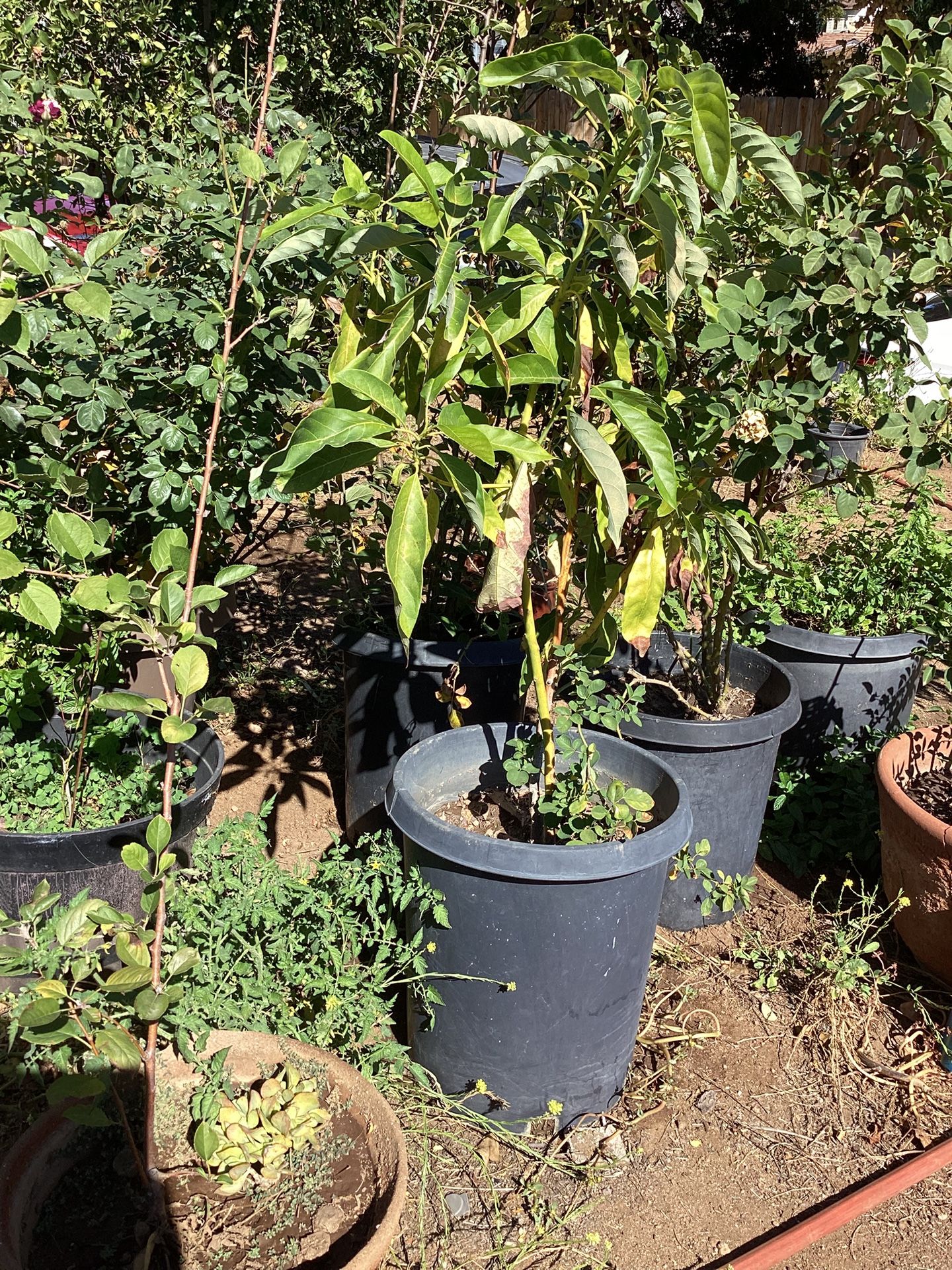 Avocado Tree