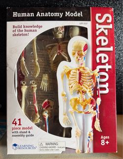 Skeleton Human Anatomy Model