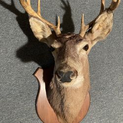 Mounted Deer Head