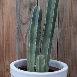 25" Mexican Fence Post Cactus