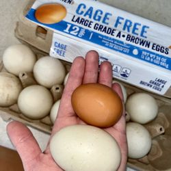 Farm Fresh Duck Eggs