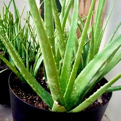 Aloe Vera Plants