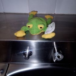 A Little Cute 🐸 Frog