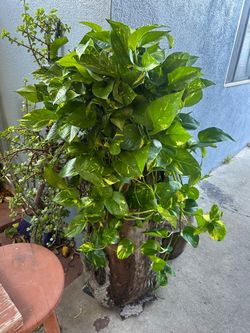 Pothos plants indoor xgrande
