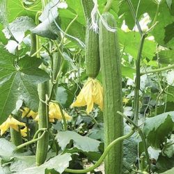 Luffa Gourd  live Plants 2 plants