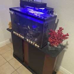 Fish Tank 