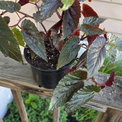 Begonia  Black Magic 