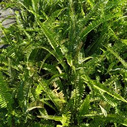 Ground Ferns 3gl $15🌿💚