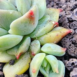 Succulents Plants Echeveria Sunkiss Pick Up In Upland Or Ship To You 