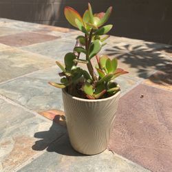 Jade succulent in 4”Pot