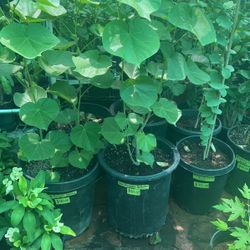 Hay Bisques Salbahe Plant $90 Each