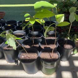 1 Gallon Organic Cherimoya Trees 