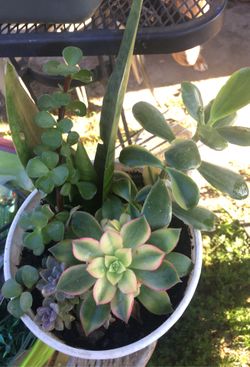 Assorted plants