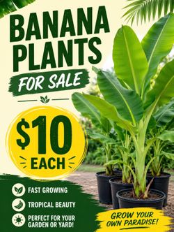 Banana plants