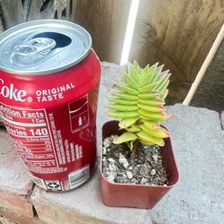 Red Pagoda. Succulent