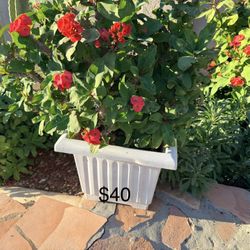 Crown Of Thorn Plants $40 Each 