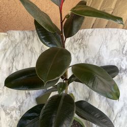 HERMOSAS PLANTAS NATURALES “RUBBER PLANT “