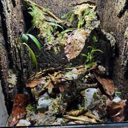 Custom Vivariums 