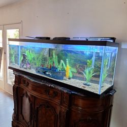 fish Tank 