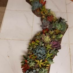 Succulent boxes