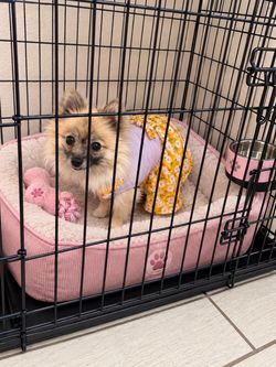Dog crate