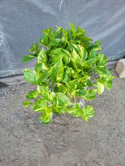 Golden Pothos 8" Nursery Pot