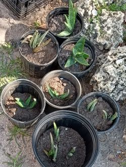 Aloe 5,10,15,20$