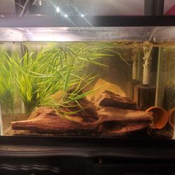 20 Gallon Tall Fish Tank