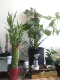 lucky bamboo