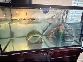 40 Gallon Aquarium Tank