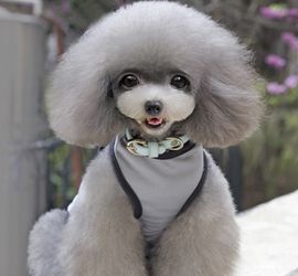 Cute Pet Dog Clothes Soft Dogs Vest New Fashion Sports Cat Shirt Pet Clothing Spring/Summer Cool For Small Pets