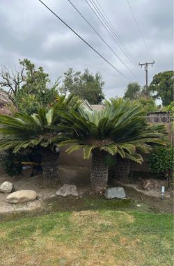 Palm trees for sale