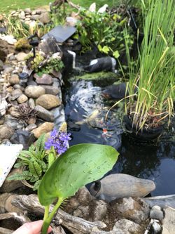 Pond plants for koi/fish ponds