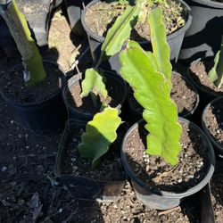 🌵 Dragon Fruit Cuttings – Healthy & Ready to Root