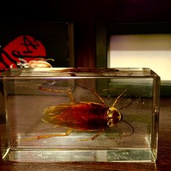 Bug In Acrylic Cool Paperweight Shelf Item