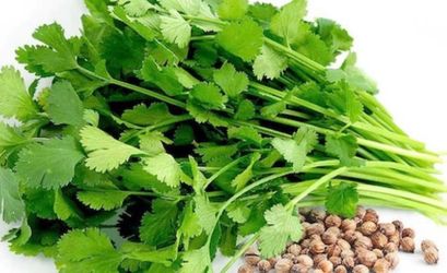 Cilantro seeds