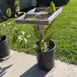 Dragon Fruit Plants with Trellis