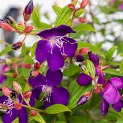 Tibouchina Plants 🪴 3gal
